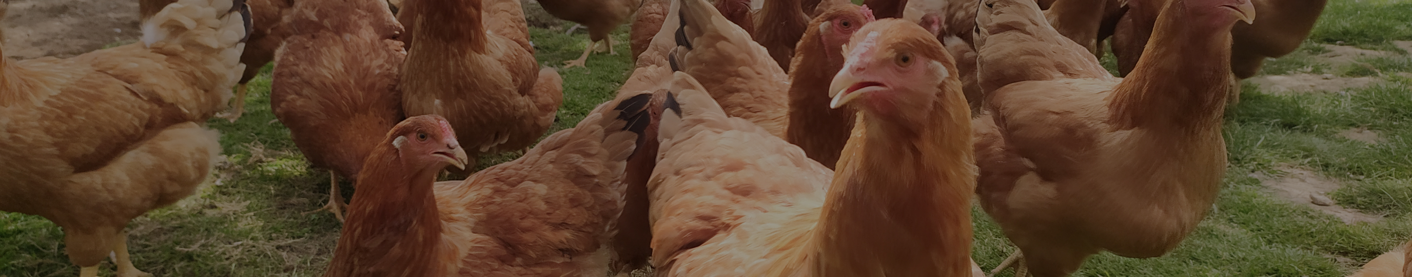 Imagen de gallinas libres